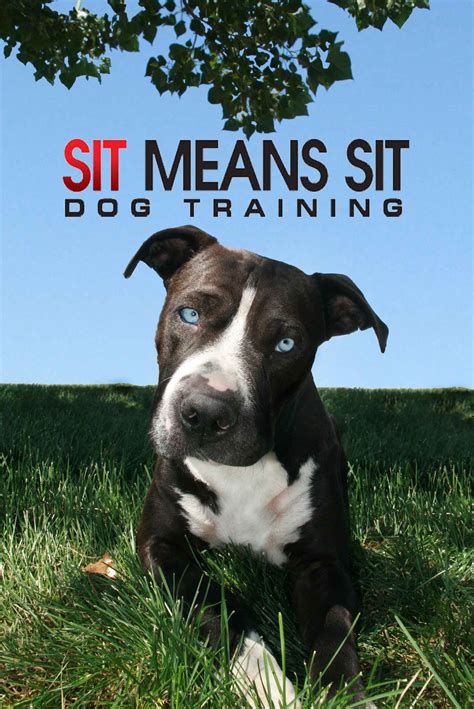 Therefore, it is unnecessary to add, stay when sit means sit there and keep doing that until I tell you otherwise. . Sit means sit dog training